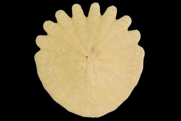 Fossil Sand Dollar (Heliophora) - Boujdour Province, Morocco #177943